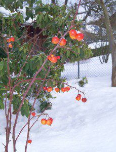 Zierapfel_Schnee