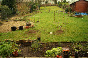 Die beiden Spalierobstbäume Apfel "Goldparmäne" (li) und "Gellert" Butterbirne (re) sind im Boden.
