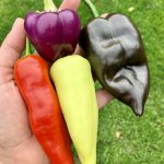 Meine Paprika Favoriten.