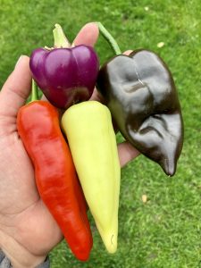 Meine Paprika Favoriten.