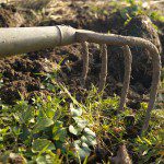 Die Hacke mit 4 Zinken