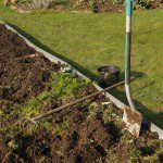 Mein Werkzeug beim Jäten: Spaten mit Metallschaft, Harke und Wurzelschaufen