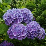 Blaue Hortensien