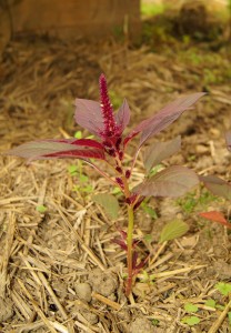 Gartenfuchsschwanz, stehende Form