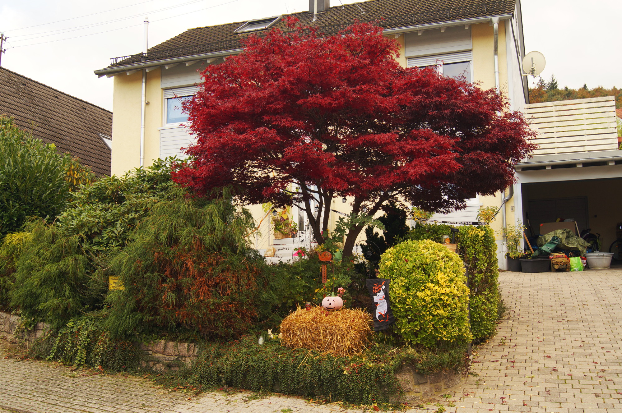 Roter Zier Ahorn Gartenfreuden in BadenBaden