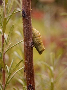 Puppe Schwalbenschanz