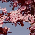 Sind immer die ersten: Die Blüten der Blutpflaume.