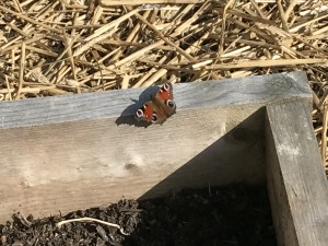 Pfauenauge sonnt sich