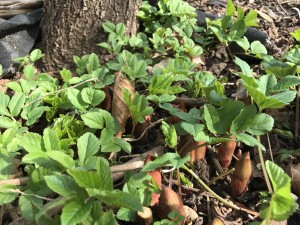 Triebspitzen der Pfingstrose umringt von Giersch