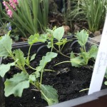 Dreierlei an Kohl Setzlinge.