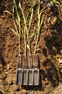 Vorgezogener Mais aus dem Root Trainer