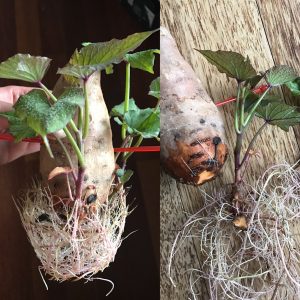 Süßkartoffel Setzlinge