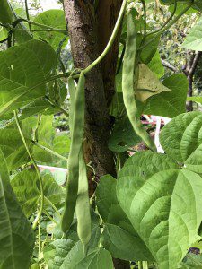 Bohne noch an der Stange