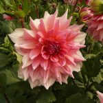 Dahlie "Otto's Thrill".