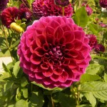 Balldahlie "Hapet Nightdream".