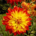 Dahlie "Otto's Thrill".