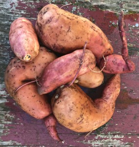 Süßkartoffel Ernte