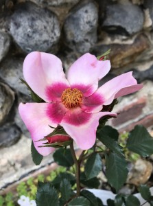 Rose "For your Eyes Only".