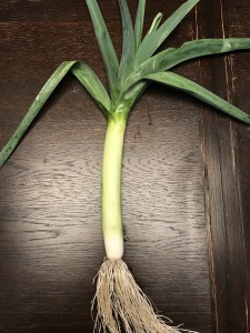 Lauch, frisch geerntet