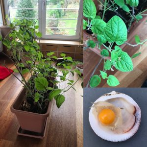 Andenbeeren im Pflanzcontainer