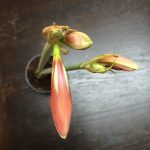 Amaryllis Knospe