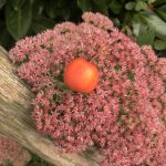 Die rote Fetthenne "Sedum Matrona!".