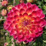 Balldahlien "Brittany Rey".