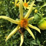 Orchideenblütige Dahlie "Honka".