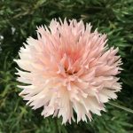 Kaktus Dahlie "Preference".