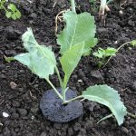 Der Kragen am Kohl soll Kohlfliegen abhalten.