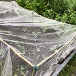 Schutznetz hält Kohlweißlinge fern.