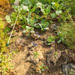 Schafwoll zur Düngung.