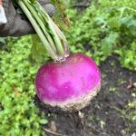 Herbstrüben Ernte im Gemüsebeet