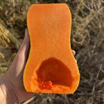 Butternut Hälfte