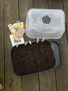 Ab Ende Januar ziehe ich die ersten Pflanzen vor.