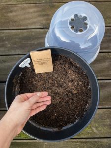 Shiso Perilla Aussaat im Januar