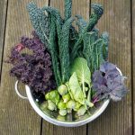 Bunte Kohlernte im Januar