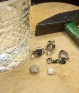 Moringa Samen, von der Schale befreit