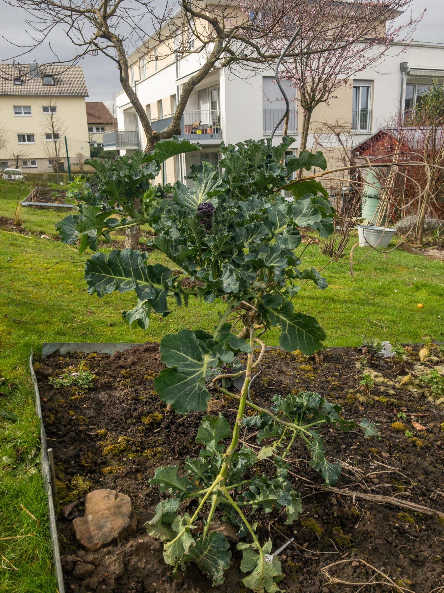 Brokkoli Broccoli Balkon Gemüse Garten in BadenBaden