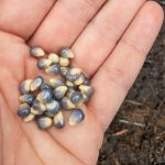 Blauer Popcon Mais Körner für die Aussaat