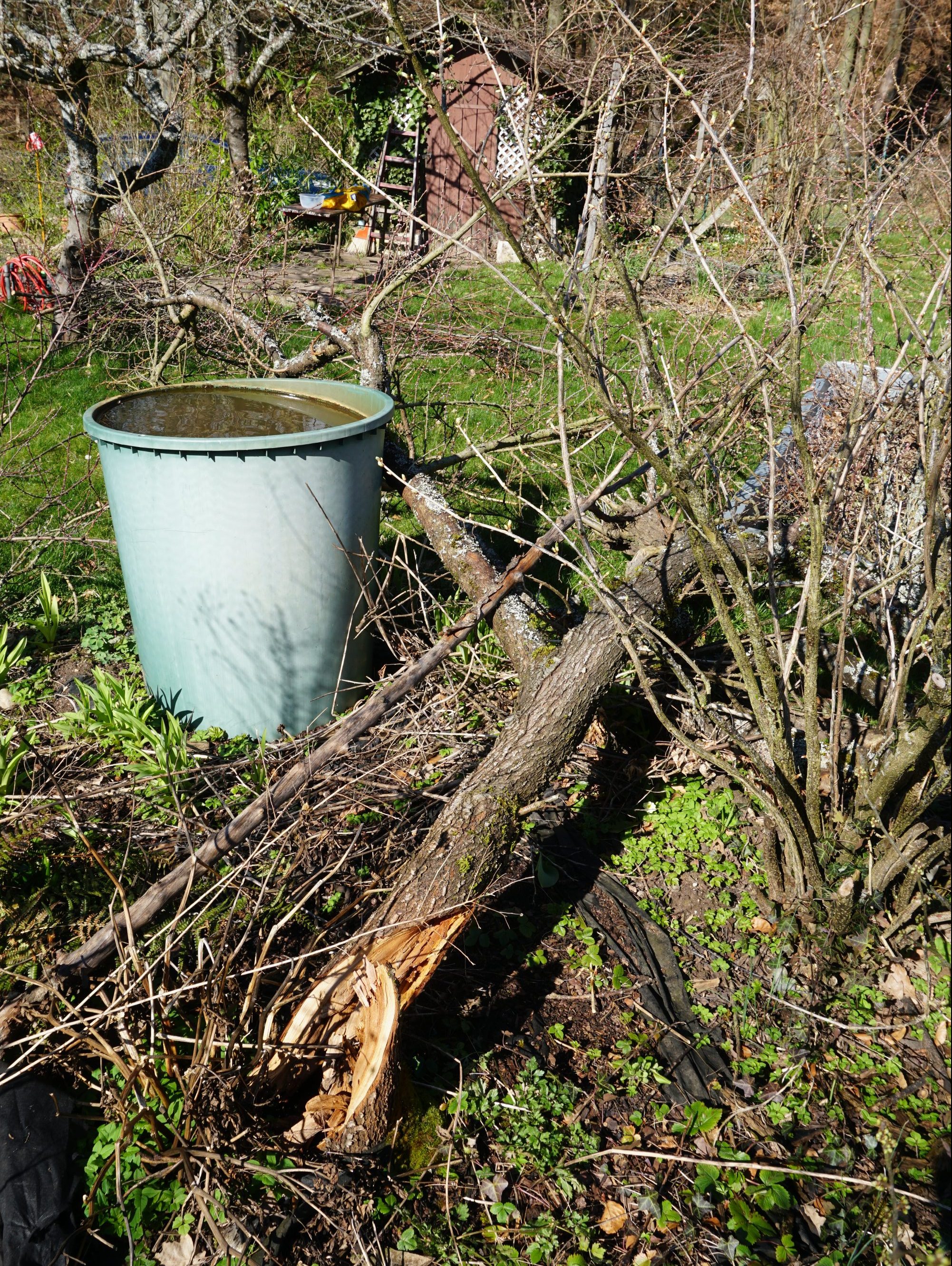 Efeu Entfernen Baum