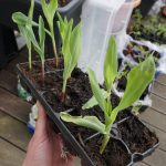 Cancha Mais Setzlinge 2 Wochen nach der Aussaat