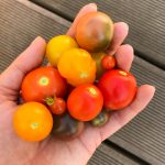 Cocktailtomaten, frisch gepflückt.