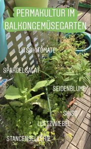 Beispiel für Permakultur in einem Pflanzkübel.