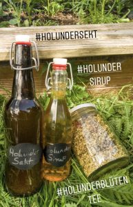 Holunderblüten - in Sekt, Sirup und als Tee