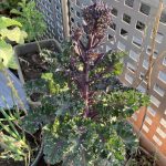 Bald blüht der Blattkohl.