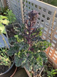 Kohl Anbau im Hausgarten: Bald blüht der Blattkohl.