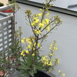 Blühender Grünkohl