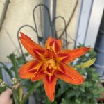 Essbare Taglilien Blüte.