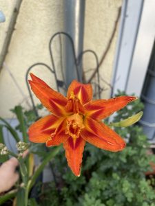 Essbare Taglilien Blüte.